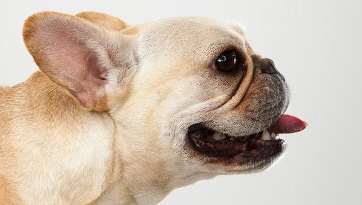 Quarta ondata di calore, anche gli animali sono a rischio: i consigli del veterinario