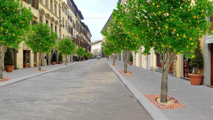 L’appello dei 49 contro la decisione del Comune: “No agli aranci in via Cavour”