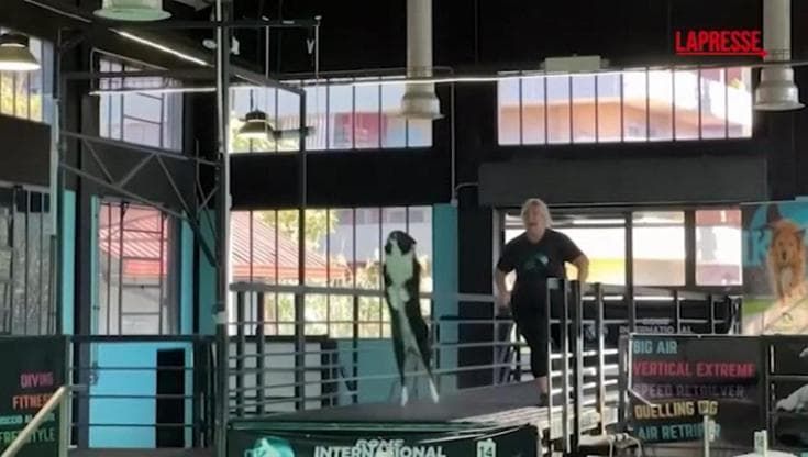 A Roma il primo Dog Diving d'Europa: un circolo acquatico dove i cani si allenano a fare i tuffi