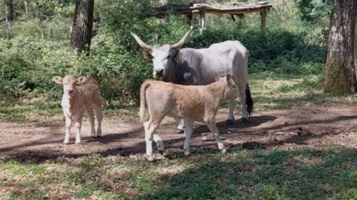 “Io e mia moglie potevamo morire”. Bosco di Manziana, allarme per le mucche maremmane in libertà