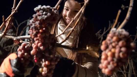 Ecco il calendario del vino: ogni mese una "sfida" tra due bottiglie
