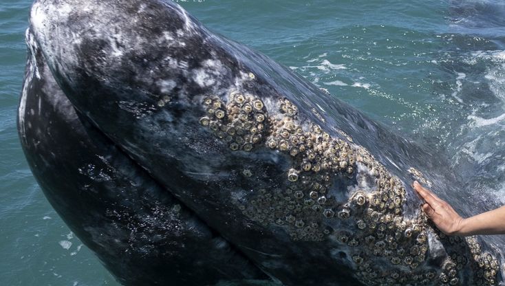 Messico. Baja California riscopre il whale watching