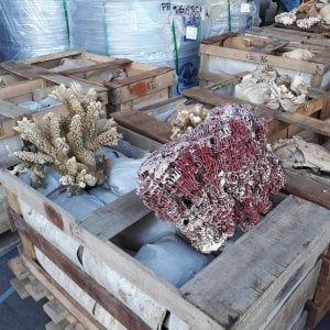 Guardia di Finanza e Dogane sequestrano 8 tonnellate di coralli