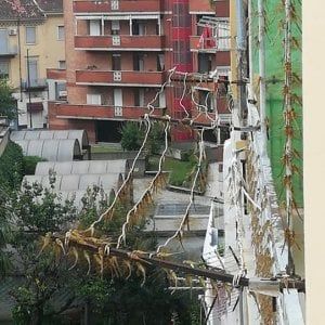 Torino, interi quartieri invasi da decine di migliaia di libellule