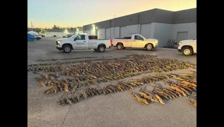 Florida: le iguane "stordite dal freddo" cadono dagli alberi