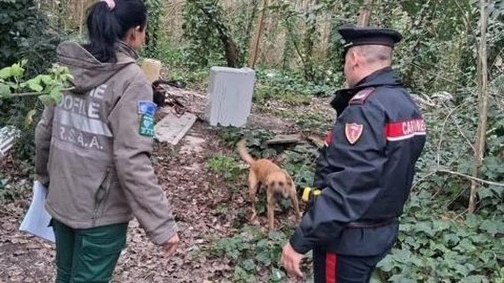 Cagnolina legata a un palo nel bosco: faceva da guardia all’insediamento abusivo. Tratta in salvo