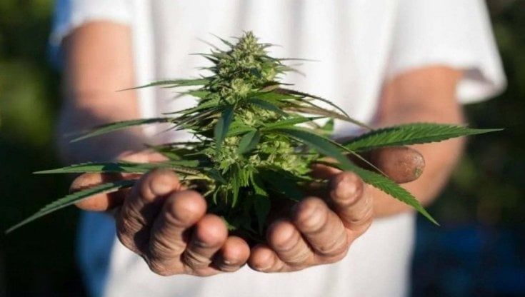 Derivati della cannabis in vendita online: coniugi bloccati dalla Finanza e sito oscurato