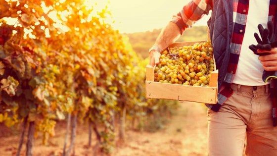 Turismo del vino in festa: torna Cantine Aperte 