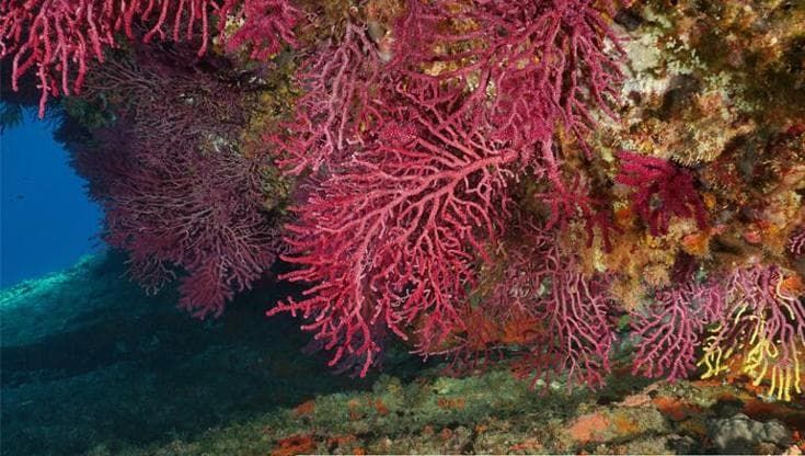 Scoperti ladri di corallo: sub italiani razziavano i fondali del mare Egeo