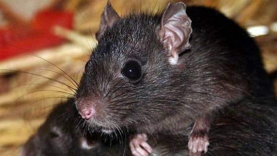 New York, tra Manhattan e i bassifondi i ratti sono diversi: questione di Dna