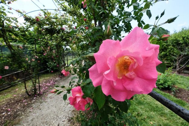 Fiorisce il roseto di Nervi