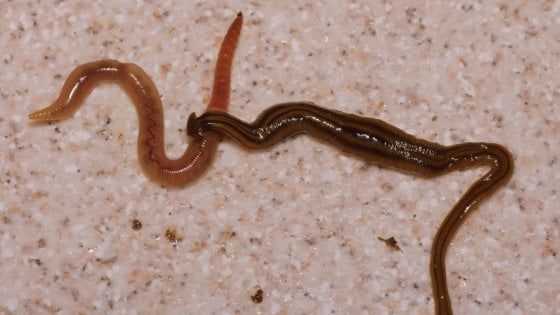 L'invasione dei vermi predatori: allarme per le specie aliene avvistate nelle città