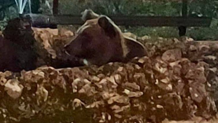 Un tuffo prima del letargo: l'orso fa il bagno nella fontana della villa comunale