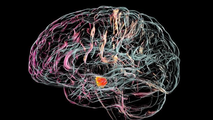 Un pacemaker per il cervello. Ecco il chip che “aggiusta” il passo dei malati di Parkinson