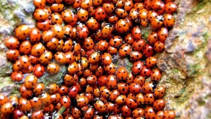 “Arrivano le coccinelle per salvare gli alberi di leccio a Bari. Anche i cittadini devono aiutarci”