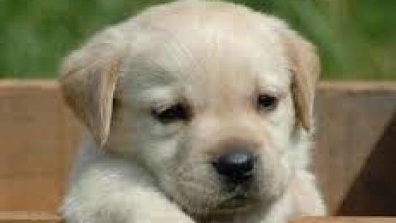 Parma, cagnolina muore in tangenziale. L'agente: "Che dolore riportarla alla famiglia in lacrime"