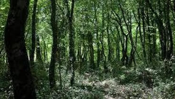 Giornata mondiale delle foreste: i boschi, una risorsa per l’economia