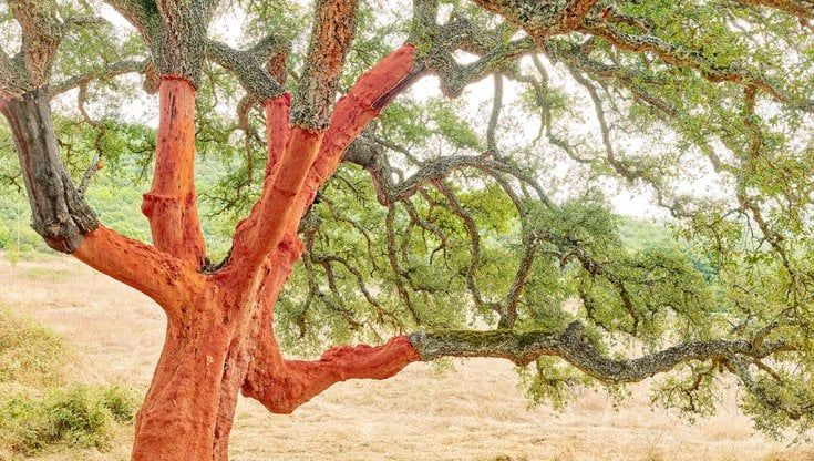 Lo sguardo di Olivo Barbieri sulla Sardegna