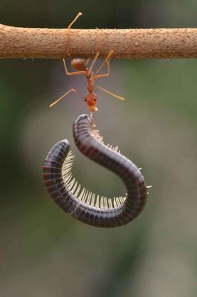 Borneo, l'insetto è un culturista: la formica contro il centipede