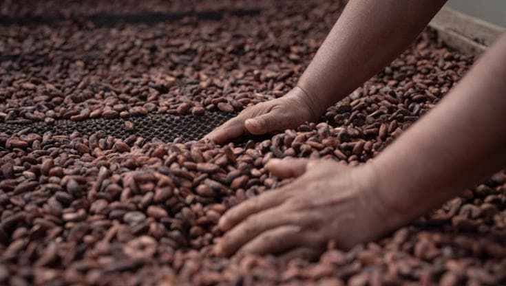 Viaggio al centro del cacao: Norandino e le specialità del Perù