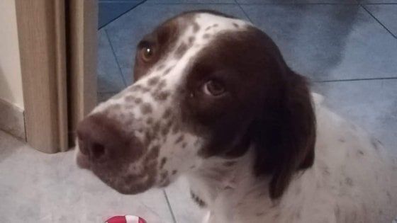Bari, rubano auto con un cane all'interno: Zeus è stato trovato morto sui binari