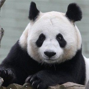 Scozia, stressata dagli aerei mamma panda rischia di abortire