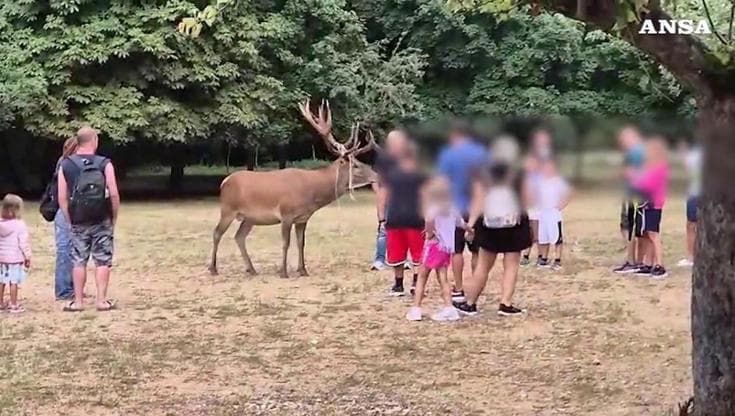 Abruzzo, cervi braccati dai turisti caricano passanti: Scanno prepara l'ordinanza anti-maleducati