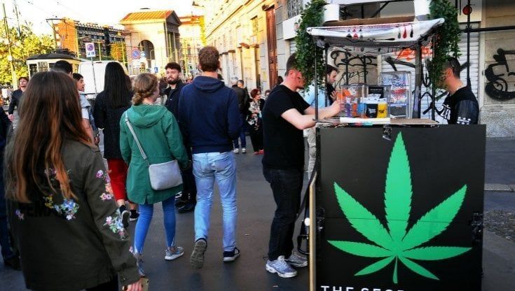 Referendum,  i promotori della cannabis: "La politica smetta di creare ostacoli" 