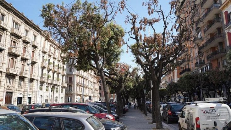 Bari, la cocciniglia devasta 600 lecci ma in centro è vietato sostituirli