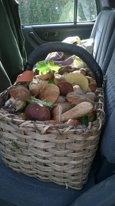 Nei boschi della Val Taro e Val Ceno i primi funghi dell'estate - Foto