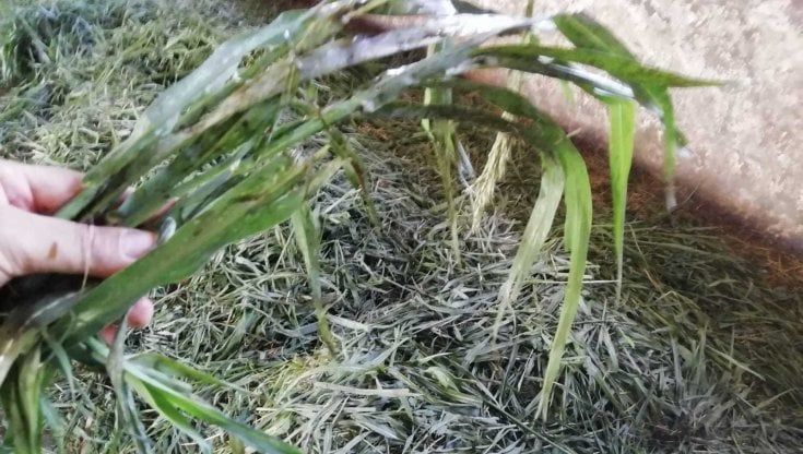 Intossicazione di bovini da sorgo, l'appello: "Non date erbe di sfalcio che contengano sorgo di Aleppo"