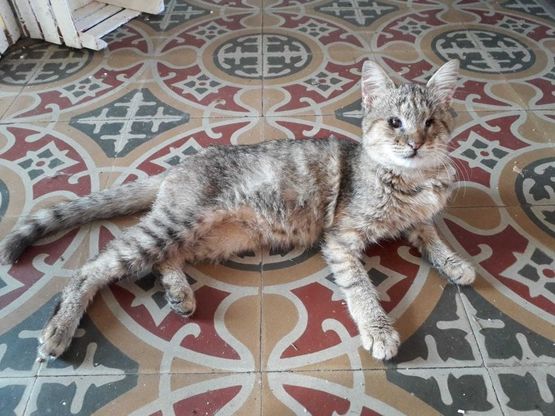 Salvata a Lipari, adottata a Bergamo: storia di Lucia, gattina cieca salvata a distanza
