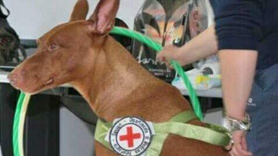 Sapete cosa vuol dire Iaa? Farsi aiutare dagli animali a superare le nostre difficoltà