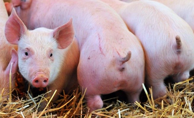 Suini stranieri per il Prosciutto?<br />Consorzi: falso, siamo una Dop