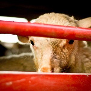 Pellezzano, agnello in palio in una lotteria: animalisti infuriati