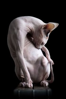 Sphynx, la bellezza è nuda: il gatto si mostra com'è