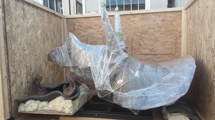 Una testa di dinosauro di 65 milioni di anni fa decolla da Malpensa: il triceratopo verso il Texas