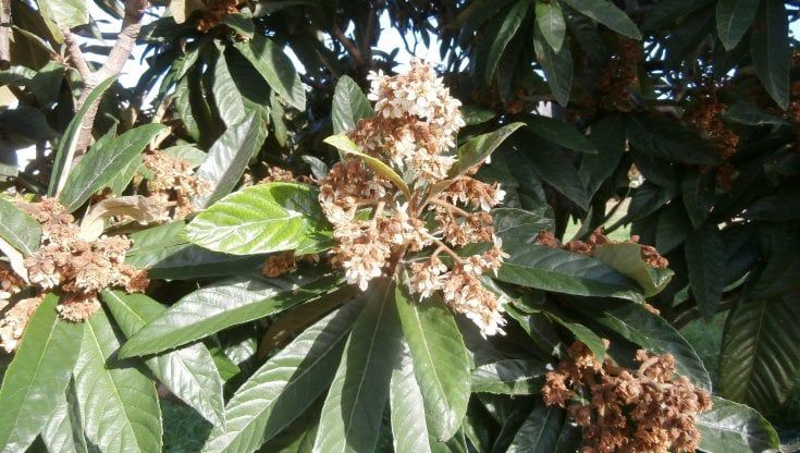 Un fungo minaccia i nespoli di Monte Cuccio