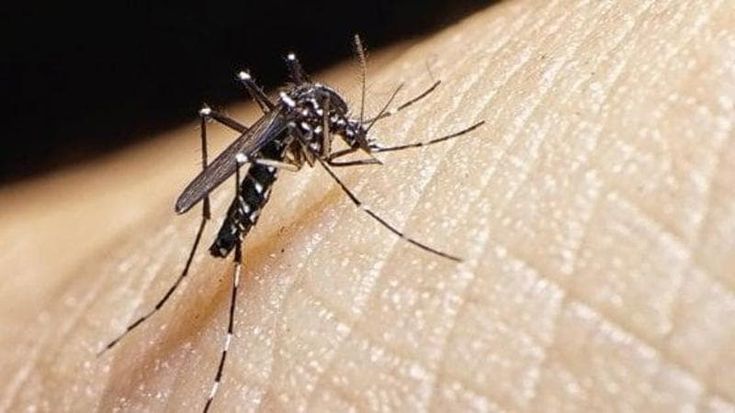 Febbre del Nilo, a Foggia ricoverato un 42enne: era in stato confusionale. “Massima allerta, ma nessun allarme”
