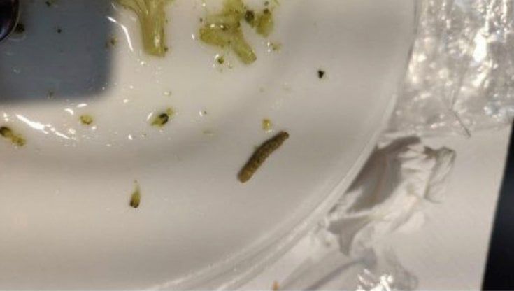 Palermo, insetti nei piatti e capelli nelle patatine: lo scandalo delle mense universitarie denunciato dagli studenti