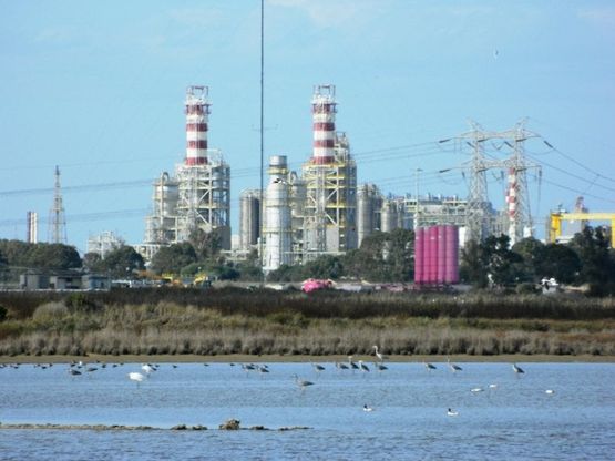 Gli aironi riposano davanti alle ciminiere dell'Eni: il fotografo coglie le contraddizioni di Brindisi