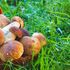 La grande crisi dei funghi porcini: troppo caldo in Italia, e ora arrivano dall'estero