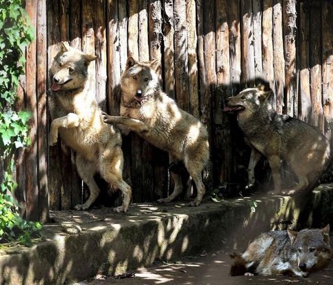 Al Bioparco sono arrivati quattro lupi