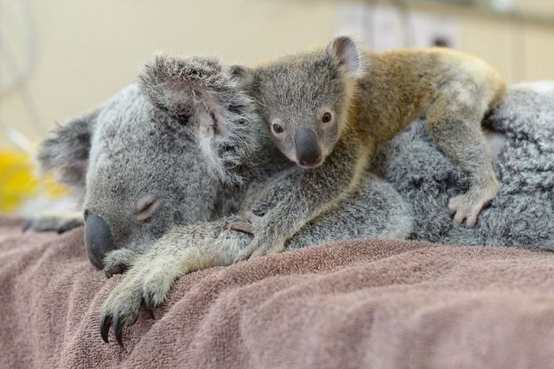 Australia, il piccolo koala abbraccia la mamma operata