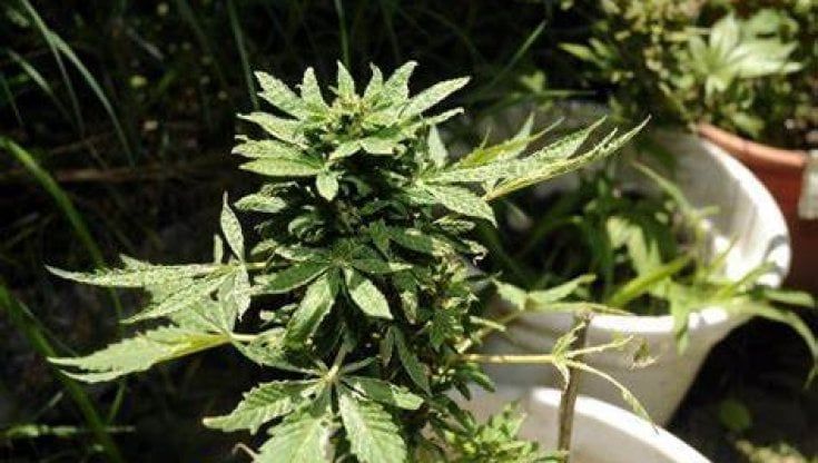 Cannabis terapeutica, storia di una cura "impossibile"
