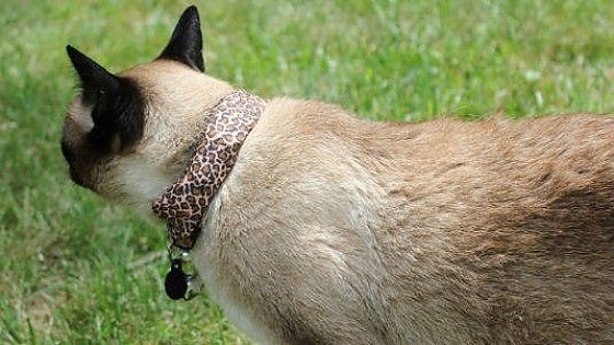 Il mio gatto &egrave; un hacker: Coco a caccia di wifi infiltrabili con un collare hi-tech