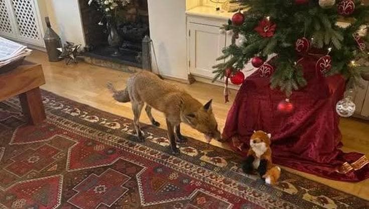 Billy, la volpe di Natale: “Dal giardino al salotto: ora sta sul divano. E’ il mio animale guida”