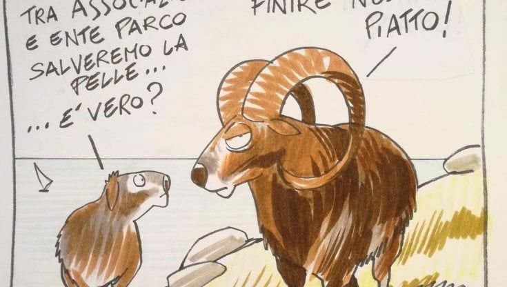 La piccola di muflone vaga sola al Giglio: "Difficilmente sopravviverà"