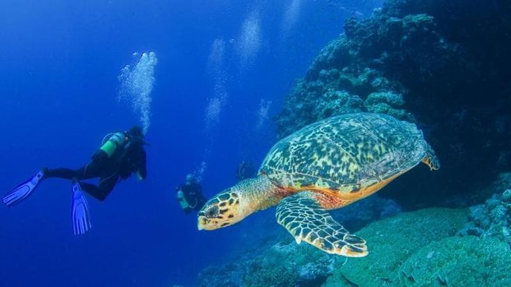 Alle Seychelles tra vacanza e volontariato: tre mesi a proteggere le tartarughe marine
