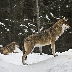 Lo zoologo Bernardino Ragni: "Il lupo &egrave; una specie protetta, ucciderlo cos&igrave; &egrave; sbagliato"